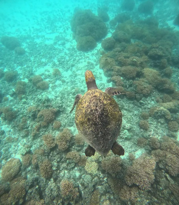 Safari Marino — foto 8