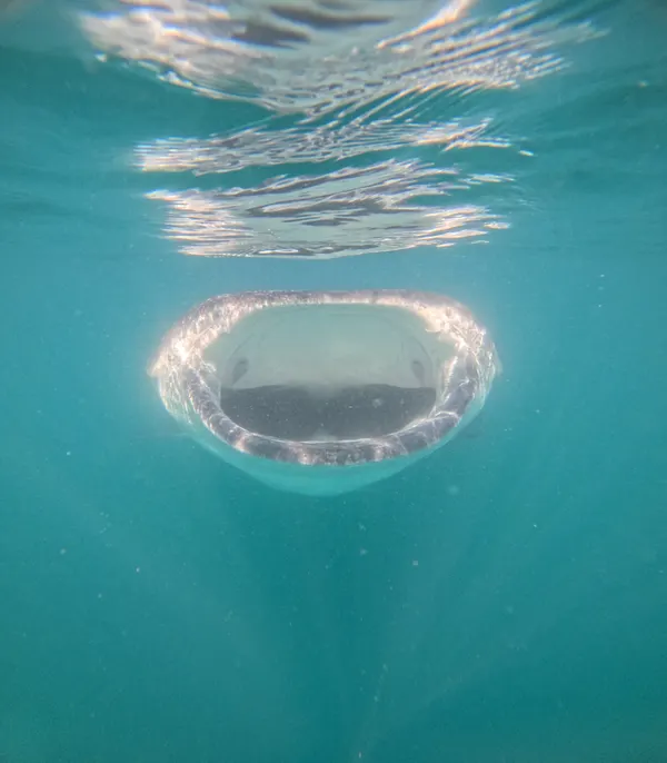Tiburón Ballena — foto 4