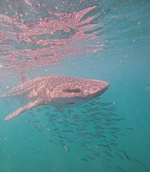 Tiburón Ballena